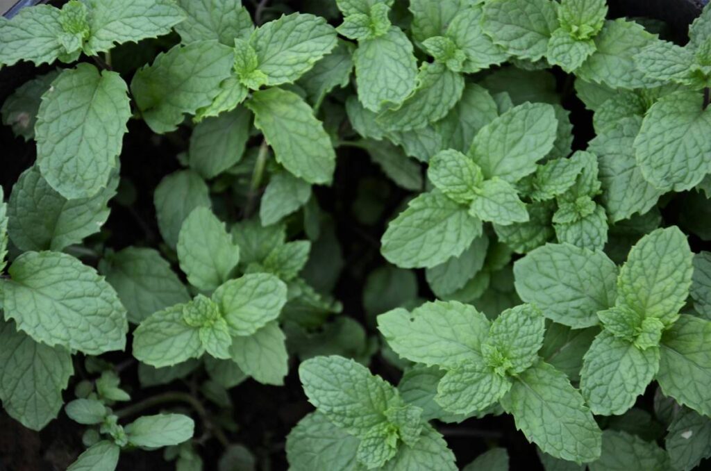 Gourmet Additions: Elevate Your Culinary Creations with Organic Herbs