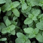 Gourmet Additions: Elevate Your Culinary Creations with Organic Herbs