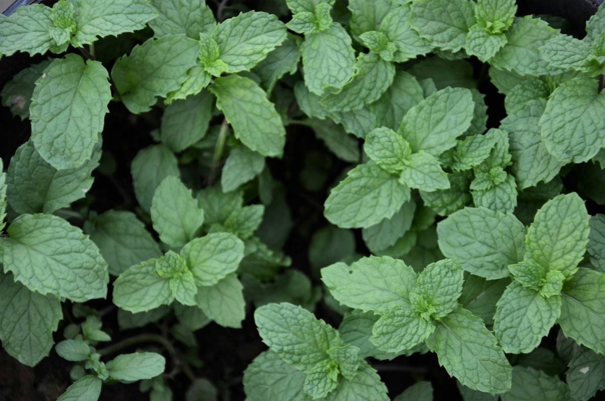 Gourmet Additions: Elevate Your Culinary Creations with Organic Herbs