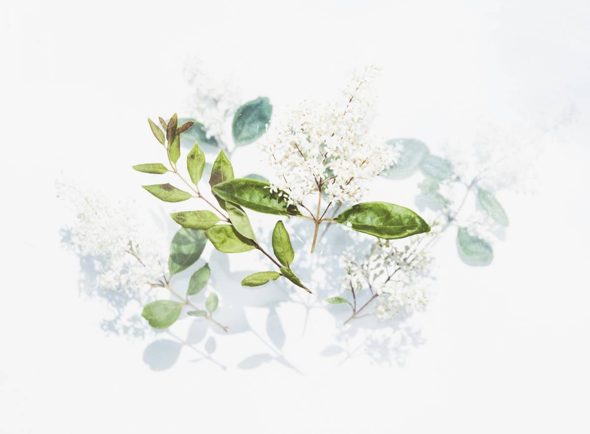 Fresh organic herbs as gourmet additions on rustic kitchen counter