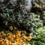 Natural Preservatives: 7 Proven Ways to Avoid Costly Skincare Spoilage